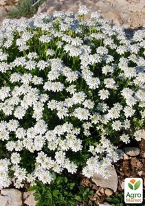 Іберіс Snowflake (вічнозелений мереживний килим у вашому саду)