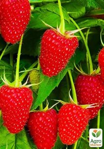 Raspberry "полк"Polka) (ремонт транспортного різноманіття)