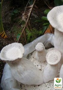 Міцелій на дубових брусочках Глива Чаудинський гриб 10шт
