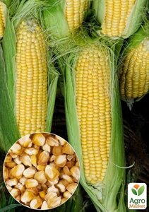На вагу Кукурудза Потрійна насолода ТМ Весна ціна за 40г