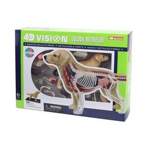 Об'ємна анатомічна модель 4D Master Собака золотистий ретрівер