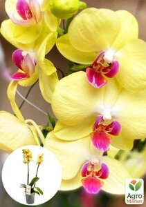 Орхідея (Phalaenopsis) Lemon