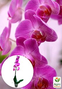 Орхідея (Phalaenopsis) Lilac