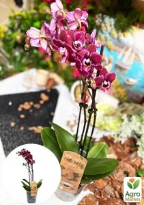 Орхідея (Phalaenopsis) Wine"