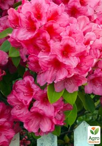Рододендрон рожевий Кермезіна Розеа (Kermesina Rose)