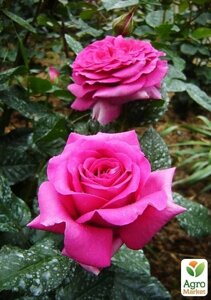 Роза англійська Мерлін (саджанець класу АА+вищий сорт
