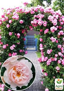 Троянда англійська плетиста Серце троянди (саджанець класу АА+вищий сорт