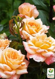 Роза англійська Сер Ланселот (саджанець класу АА+найвищий сорт