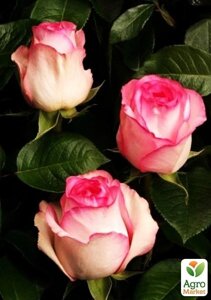 Роза чайно-гібридна Белла Віта (саджанець класу АА+найвищий сорт