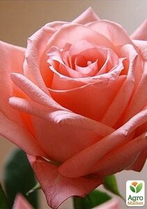 Роза чайно-гібридна Дольче Віта НОВА (саджанець класу АА+найвищий сорт