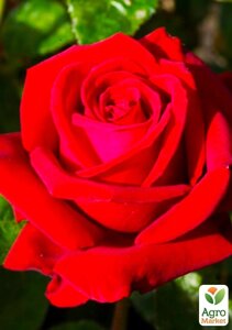 Чай-гібрид троянди "Інгрід Бергман"клас AA+Вища різноманітність
