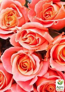 Роза чайно-гібридна Міс Піггі (саджанець класу АА+вищий сорт
