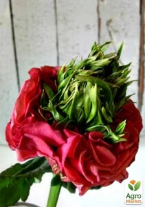 Троянда чайно-гібридна Red Lollipop (саджанець класу АА, вищий сорт)