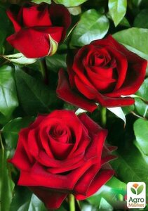 Роза чайно-гібридна Ред Наомі (саджанець класу АА+вищий сорт