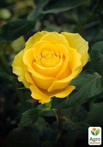 Роза флорибунда Friesia (саджанець класу АА+вищий сорт