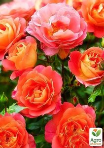 Роза флорибунда Гебрюдер Грімм (саджанець класу АА+вищий сорт