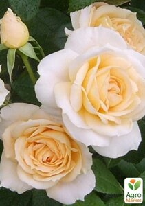 Роза флорибунда Lions Rose (саджанець класу АА+вищий сорт