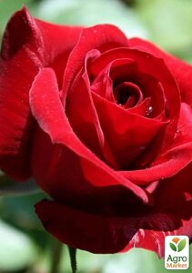 Роза флорибунда Нікколо Паганіні (саджанець класу АА+вищий сорт