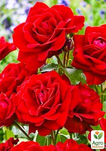 Роза флорибунда Ніна Вейбул (саджанець класу АА+вищий сорт