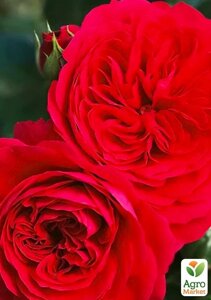Роза флорибунда Ред Леонардо (саджанець класу АА+вищий сорт
