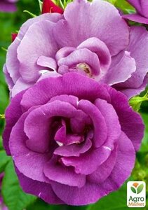 Роза флорибунда Rhapsody in Blue (саджанець класу АА+вищий сорт
