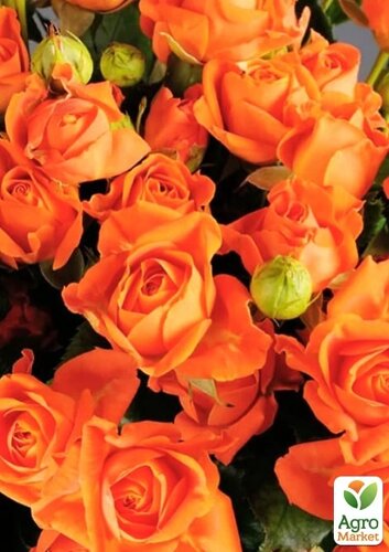 Троянда дрібноквіткова (спрей) Оранж Бейбі (саджанець класу АА+вищий сорт