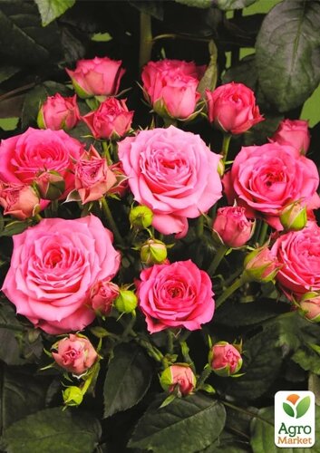 Троянда дрібноквіткова (спрей) Пінк Рубікон (саджанець класу АА+вищий сорт