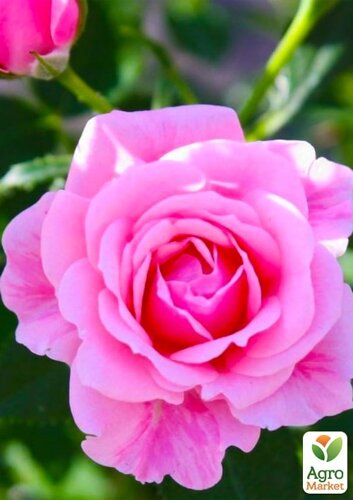 Роза дрібноквіткова (спрей) Пінк Сімфоні (саджанець класу АА+вищий сорт