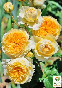 Роза піоноподібна Беатріс (саджанець класу АА+вищий сорт
