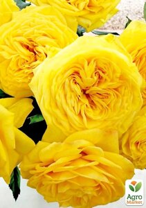 Троянда піоноподібна Лимон Помпон (саджанець класу АА+вищий сорт