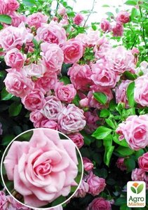 Троянда плетиста Блоссомтайм (саджанець класу АА+вищий сорт