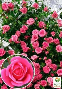Троянда плетиста Етюд (саджанець класу АА+вищий сорт