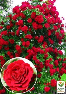 Троянда плетиста Нахеглут (саджанець класу АА+вищий сорт