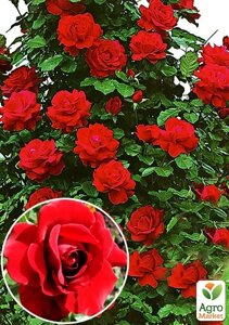 Роза плетиста Sympathie (Симпатія) (саджанець класу АА+вищий сорт