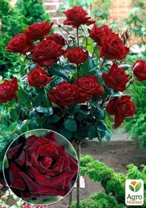 Роза штамбова Black Baccara ( саджанець класу АА +вищий сорт