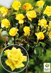 Троянда штамбова Фрезія (саджанець класу АА+вищий сорт