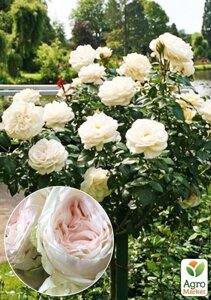 Роза штамбова O’Hara ( саджанець класу АА +вищий сорт