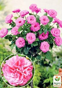 Роза штамбова Rosarium Vetersen ( саджанець класу АА +вищий сорт