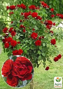 Роза штамбова Спрей Red cascade ( саджанець класу АА +вищий сорт