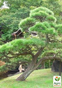 Сосна червона китайська Pinus Tabuliformis ( Бонсай, що легко формується)