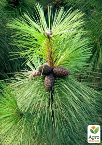 Сосна Орегонская Pinus Ponderosa
