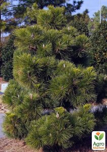 Сосна Тунберга 3-річна Pinus Thunbergii С1,5, висота 40-50см (підходить для бонсай)