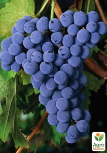 Виноград Каберне Фран (винний сорт)