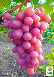 Виноград Рожевий фламінго (середньо-пізній термін дозрівання, сорт стійкий до хвороб)