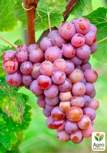 Виноград Трамінер Рожевий (винний сорт, середній, мускатний)