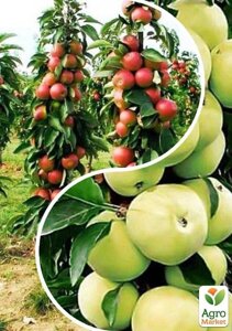 Яблуня колоноподібна, комплект з 2-х сортів Щира насолода (Sincere pleasure) 2шт саджанців