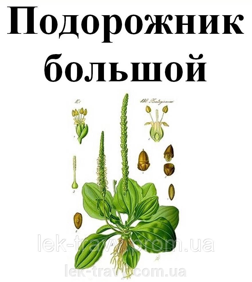 Подорожник купить в интернет-магазинах Одессы по выгодной цене. Каталог  товаров с фото на Zakupka.com