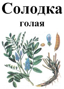 Бронхо Веда леденцы травяные со вкусом лимона №12 купить во Владивостоке | ОВИТА