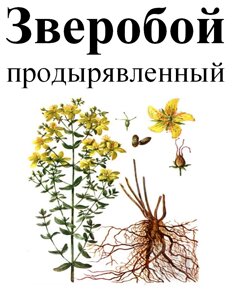 Звіробій продірявлений, трава суха, 50 грам.