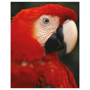 Плакат ІКЕА BILD 40х50 см Папуга в профіль (90442065)